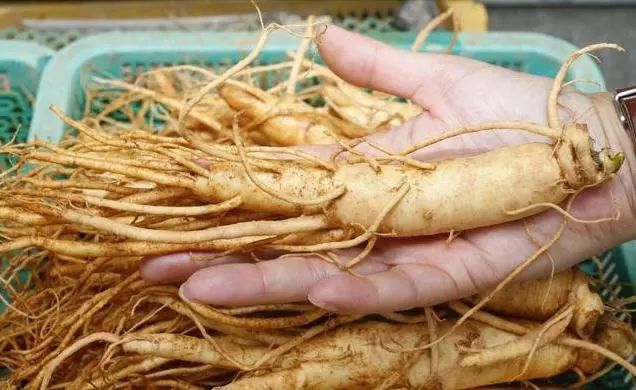 致富经 种植_致富种植业_致富种植糖料蔗文案怎么写