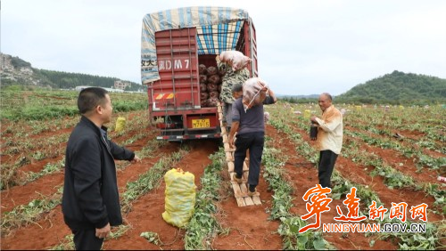 宁远：巧用荒地种红薯  喜获丰收助增收3_副本500.jpg