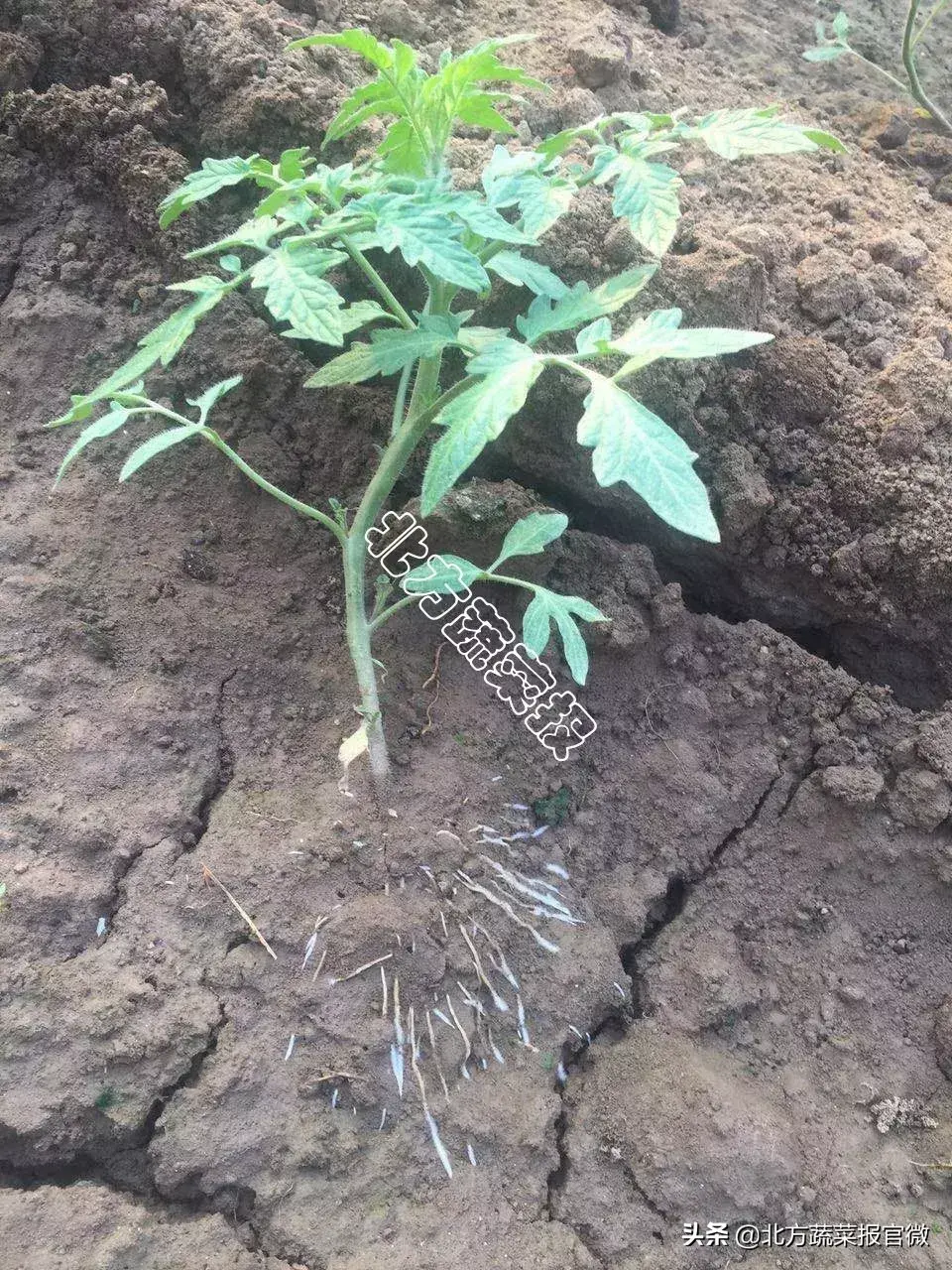 「精华」越夏种植技术