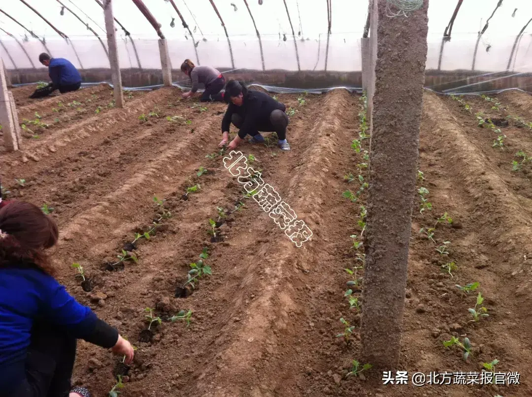 农广天地种植豇豆技术视频_无土豇豆种植技术_豇豆对土壤的要求