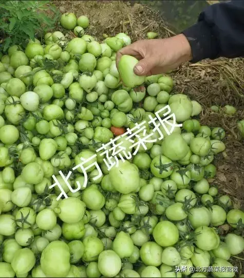 农广天地种植豇豆技术视频_无土豇豆种植技术_豇豆对土壤的要求