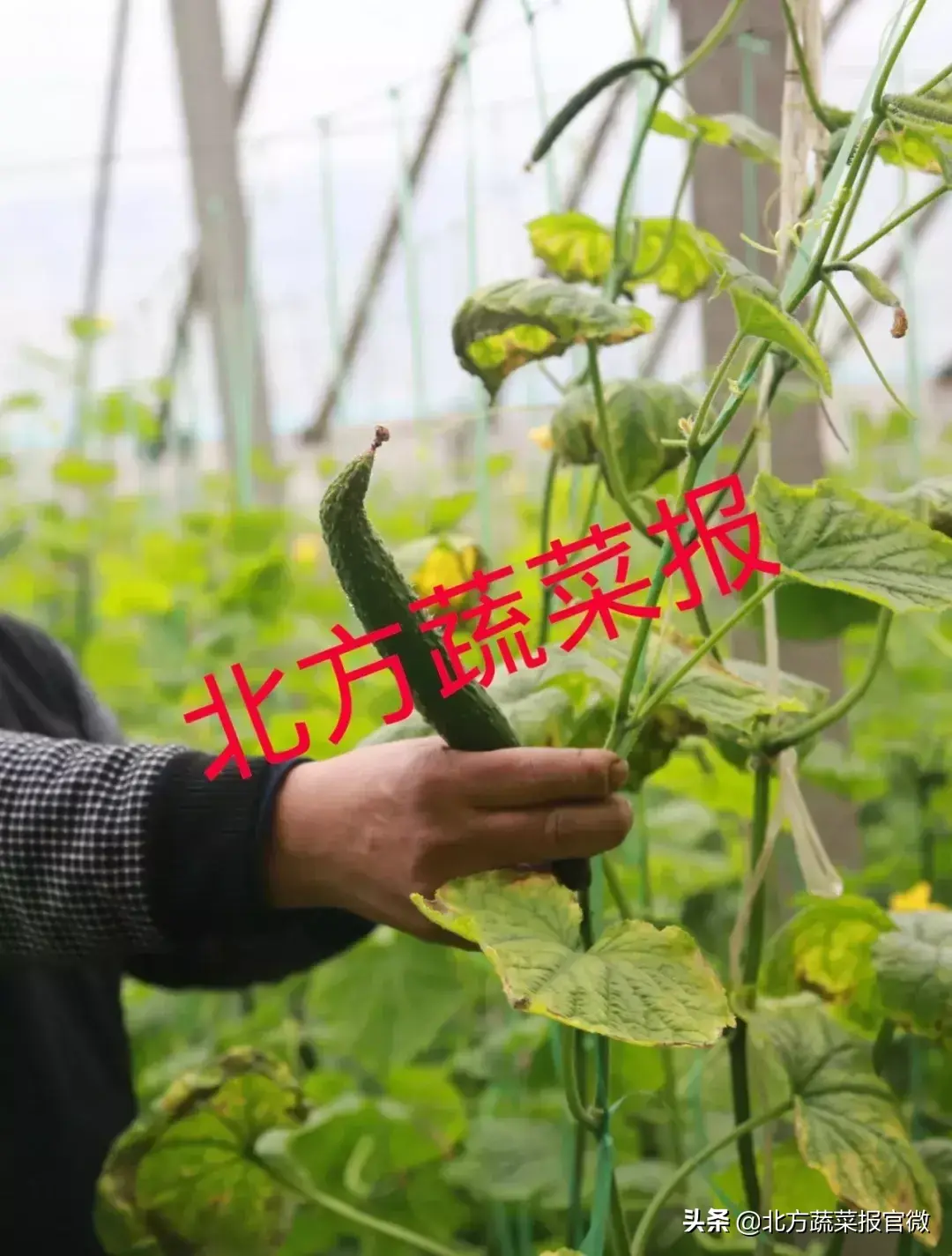 豇豆对土壤的要求_无土豇豆种植技术_农广天地种植豇豆技术视频