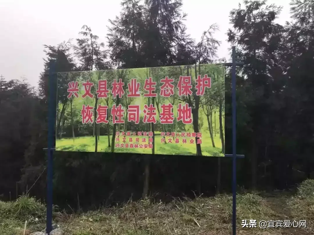 苗乡法官植新绿|宜宾首个林业生态恢复性司法基地建设建成使用