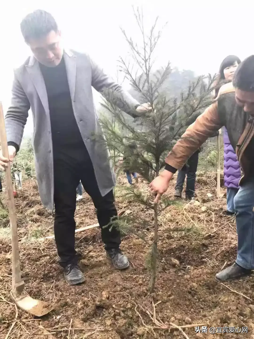 宜宾苗乡种植致富_宜宾种植什么最赚钱_宜宾种植业