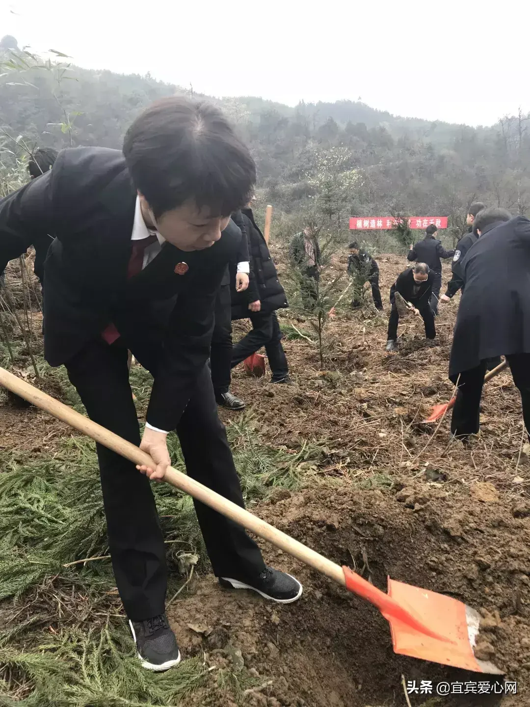 宜宾种植什么最赚钱_宜宾种植业_宜宾苗乡种植致富