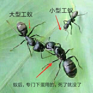 养蚂蚁入坑指导