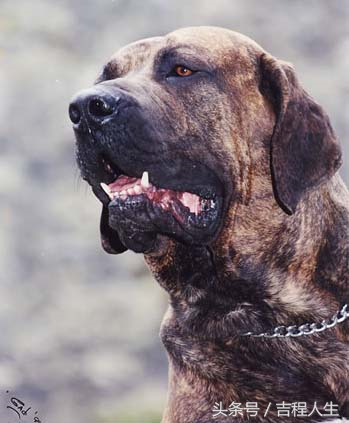 高加索肉狗养殖技术_高加索犬养殖_养高加索犬的利润和成本