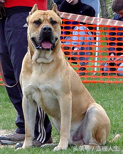 高加索犬养殖_养高加索犬的利润和成本_高加索肉狗养殖技术