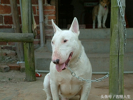 养高加索犬的利润和成本_高加索犬养殖_高加索肉狗养殖技术