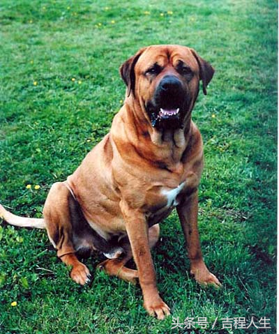 高加索肉狗养殖技术_高加索犬养殖_养高加索犬的利润和成本
