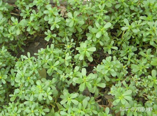 野菜种植技术上哪学_野菜种植及种植技术_种植野菜技术要求