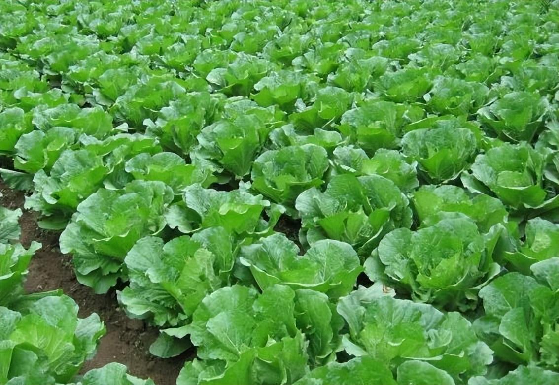 豇豆对土壤的要求_农广天地种植豇豆技术视频_无土豇豆种植技术