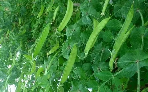 无土豇豆种植技术_农广天地种植豇豆技术视频_豇豆对土壤的要求