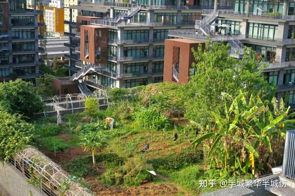 农场种植致富花_农村致富种植_致富农场种植花草视频