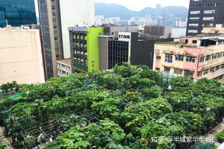 农村致富种植_致富农场种植花草视频_农场种植致富花