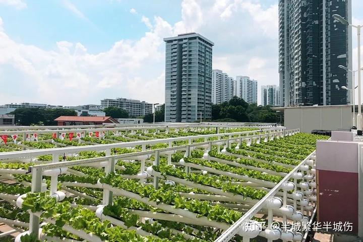 农村致富种植_农场种植致富花_致富农场种植花草视频