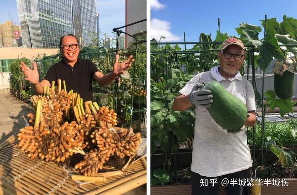 农村致富种植_农场种植致富花_致富农场种植花草视频