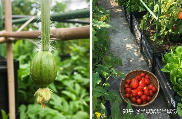 农村致富种植_致富农场种植花草视频_农场种植致富花