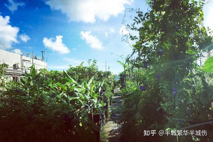 农村致富种植_农场种植致富花_致富农场种植花草视频