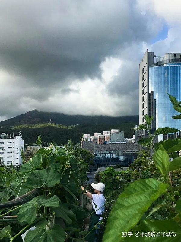 农村致富种植_农场种植致富花_致富农场种植花草视频