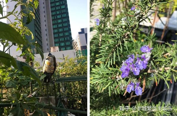 致富农场种植花草视频_农场种植致富花_农村致富种植