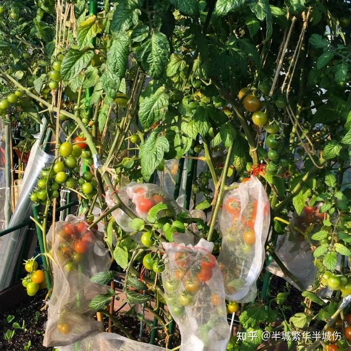 农场种植致富花_农村致富种植_致富农场种植花草视频