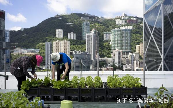 致富农场种植花草视频_农场种植致富花_农村致富种植