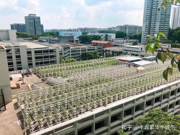 农村致富种植_农场种植致富花_致富农场种植花草视频