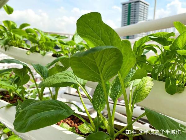 农场种植致富花_致富农场种植花草视频_农村致富种植