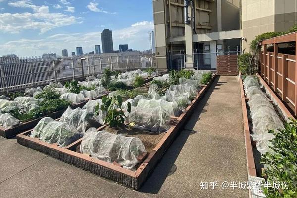 农村致富种植_农场种植致富花_致富农场种植花草视频