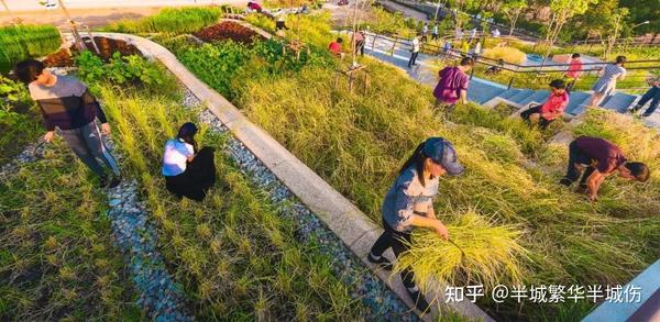 农场种植致富花_农村致富种植_致富农场种植花草视频