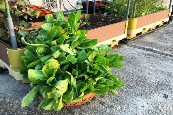 农村致富种植_致富农场种植花草视频_农场种植致富花