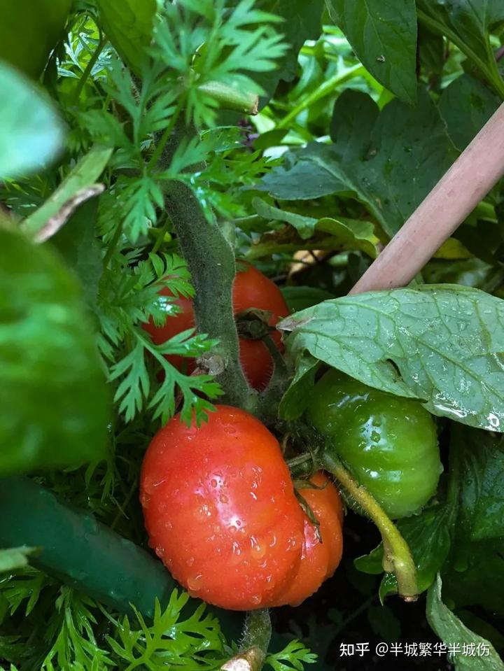 农场种植致富花_农村致富种植_致富农场种植花草视频