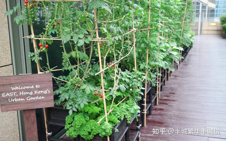 致富农场种植花草视频_农村致富种植_农场种植致富花