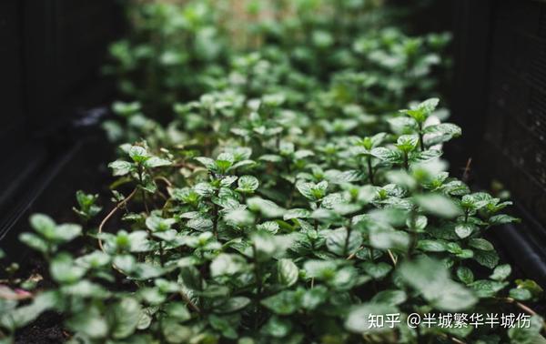 致富农场种植花草视频_农村致富种植_农场种植致富花