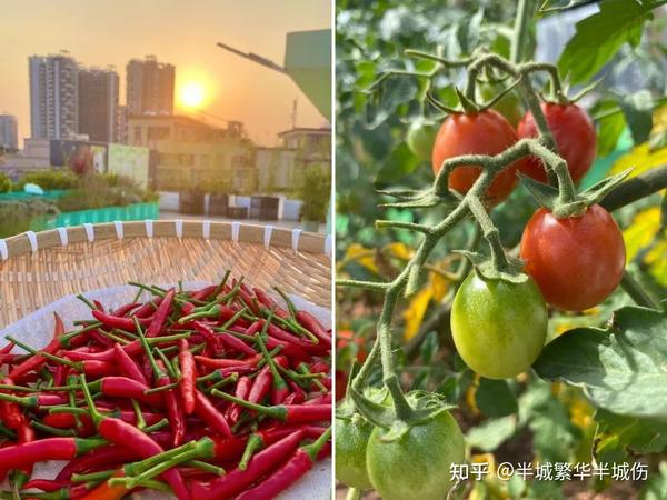 农场种植致富花_农村致富种植_致富农场种植花草视频