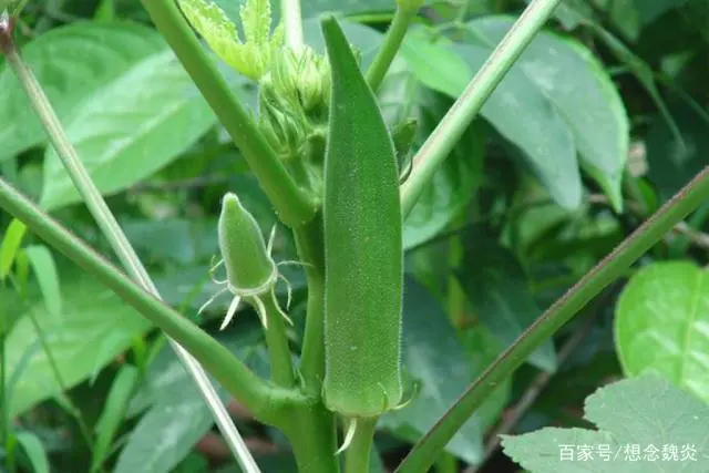 致富经秋葵_关注种植秋葵致富_种植秋葵赚钱吗