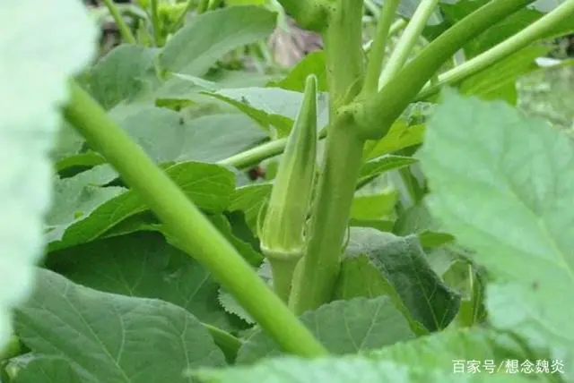 种植秋葵赚钱吗_致富经秋葵_关注种植秋葵致富