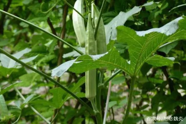 种植秋葵赚钱吗_致富经秋葵_关注种植秋葵致富