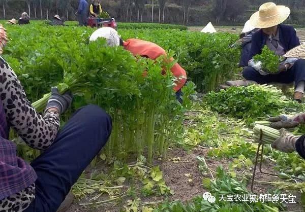 秋季地膜菜花种植技术_秋季种菜可以用地膜吗_越冬花菜地膜种植技术视频