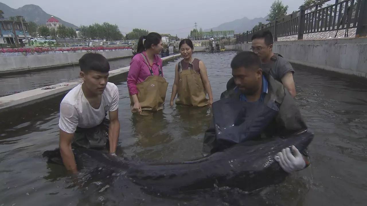 致富大亨百度百科_致富大亨百科_致富经鲟鱼大亨