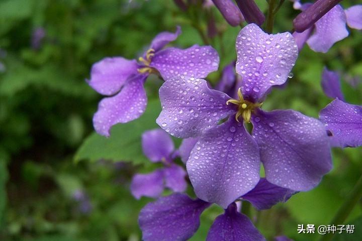 兰花北方养殖技术_兰花养殖北方技术视频_兰花养殖北方技术与管理