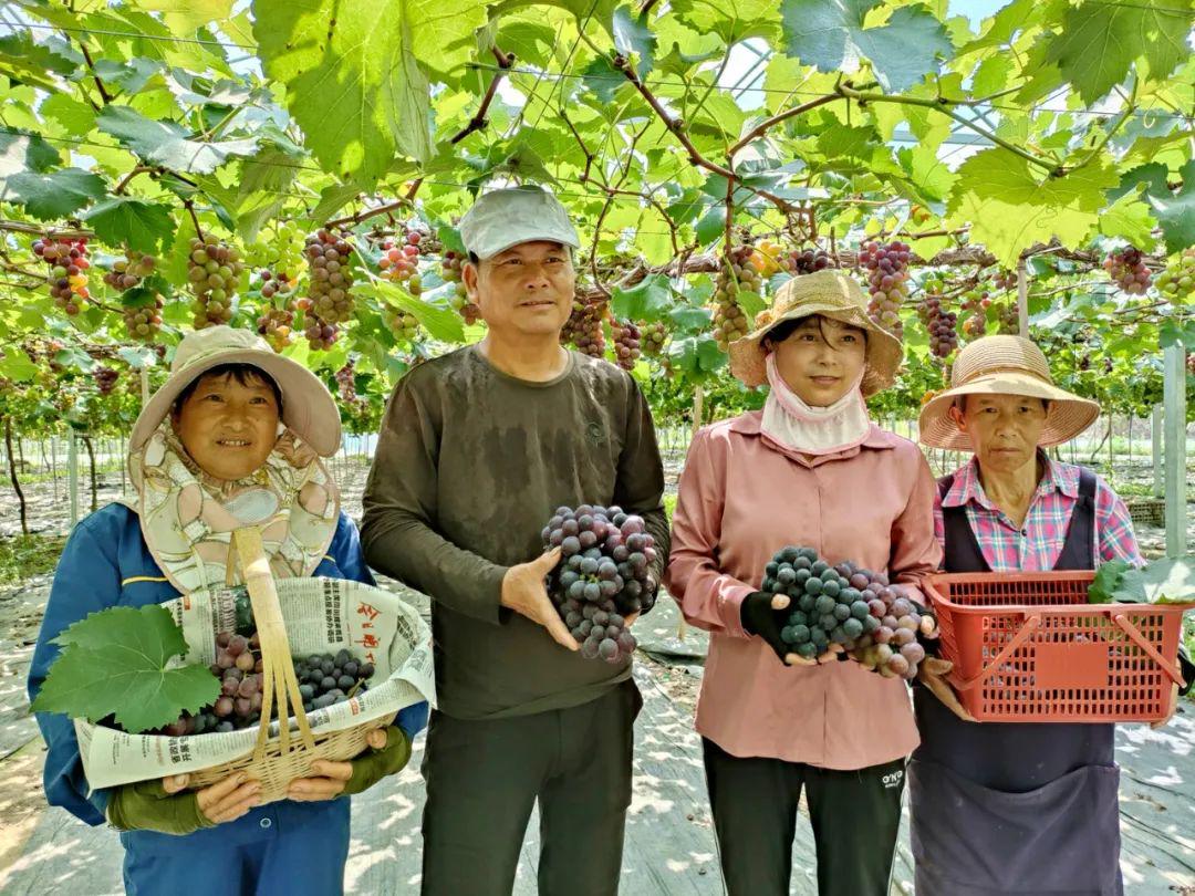 种无花果致富经视频_每日农经无花果种植视频_无花果种植视频教程