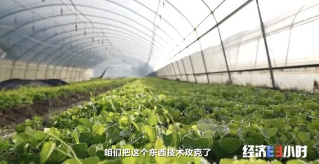 种植独活药材用什么肥料好_种植独活的经济效益_独活种植致富