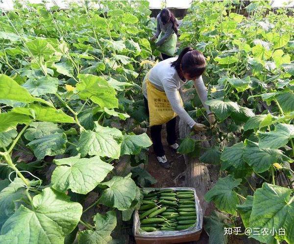 水果黄瓜怎么种植？水果黄瓜种植方法有哪些？专家教您五项管理方法助您增产！