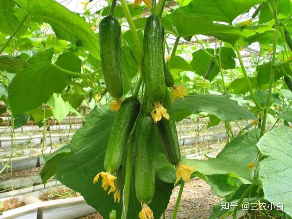 种植树黄柏技术视频_种植树黄柏技术要点_黄柏树种植技术