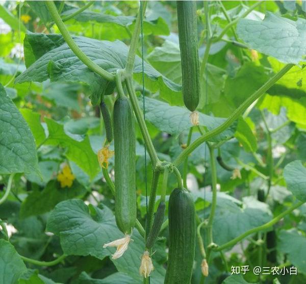 黄柏树种植技术_种植树黄柏技术视频_种植树黄柏技术要点