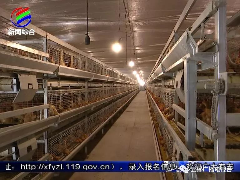 肉鸡养殖工艺流程_肉鸡加黄方法_三黄肉鸡养殖技术