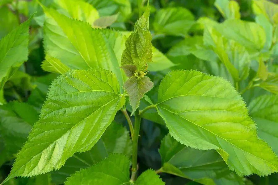 种植蔬菜桑致富_致富桑蔬菜种植视频_致富桑蔬菜种植方法