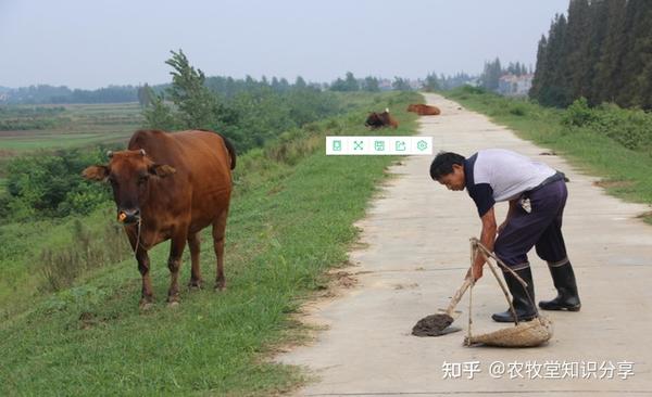 常识养殖肉牛技术培训_肉牛养殖技术常识_常识养殖肉牛技术视频